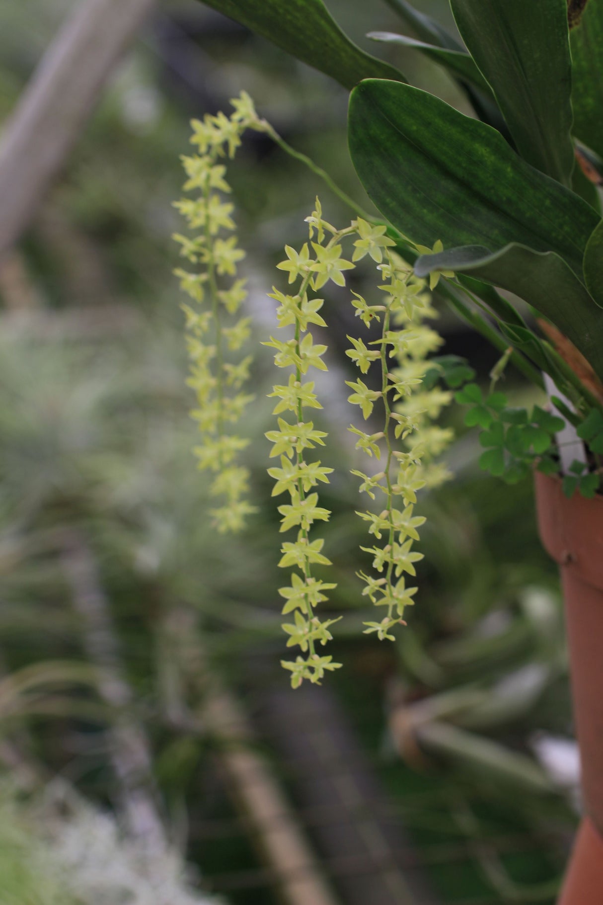 Dendrochilum abbreviatum petites flerus vertes
