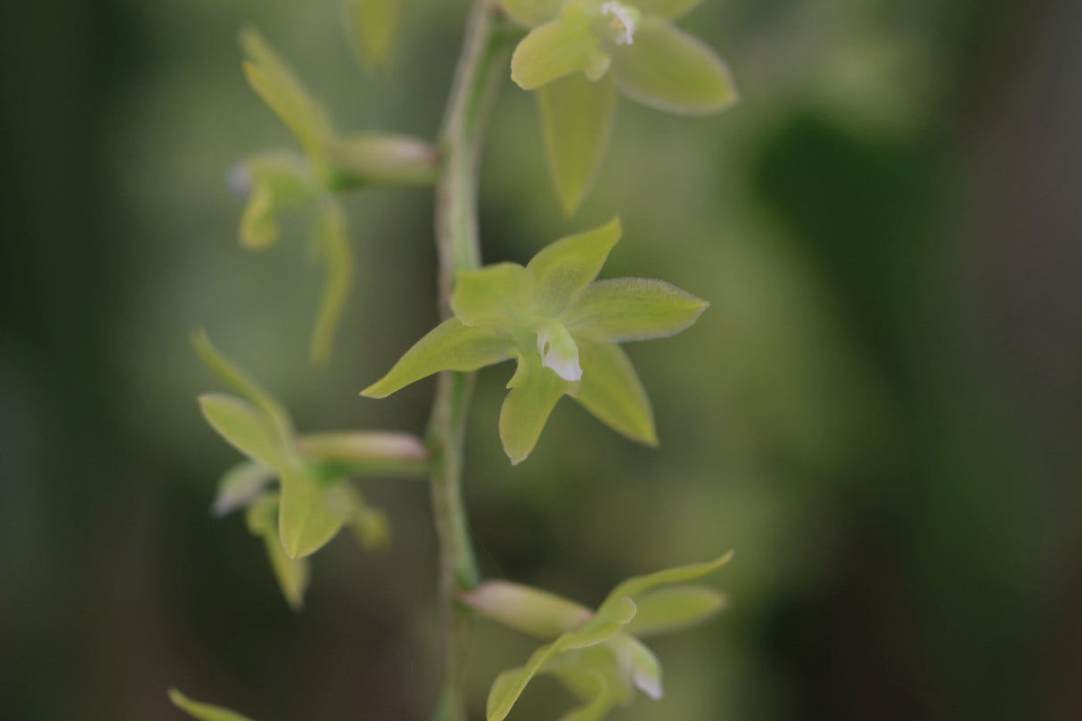 Dendrochilum abbreviatum détail de la fleur