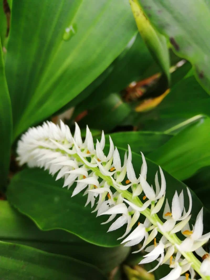 Dendrochilum glumaceum