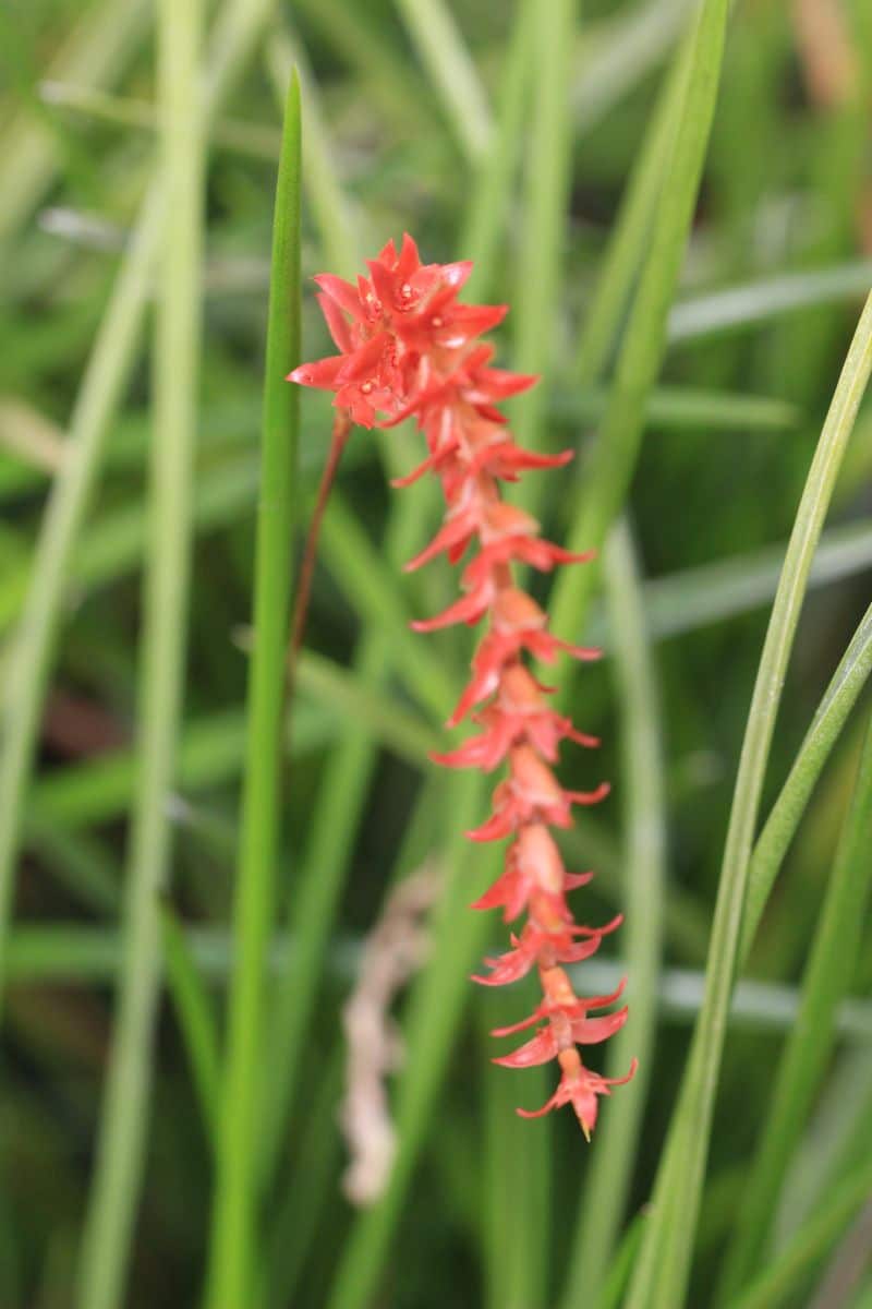 Dendrochilum wenzelii