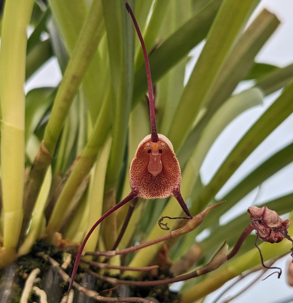 Fleur de Dracula benedictii var. Hubeinii