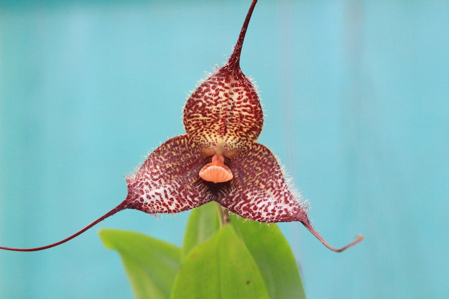 Fleur de Dracula chimaera, très large, tons rouges foncés