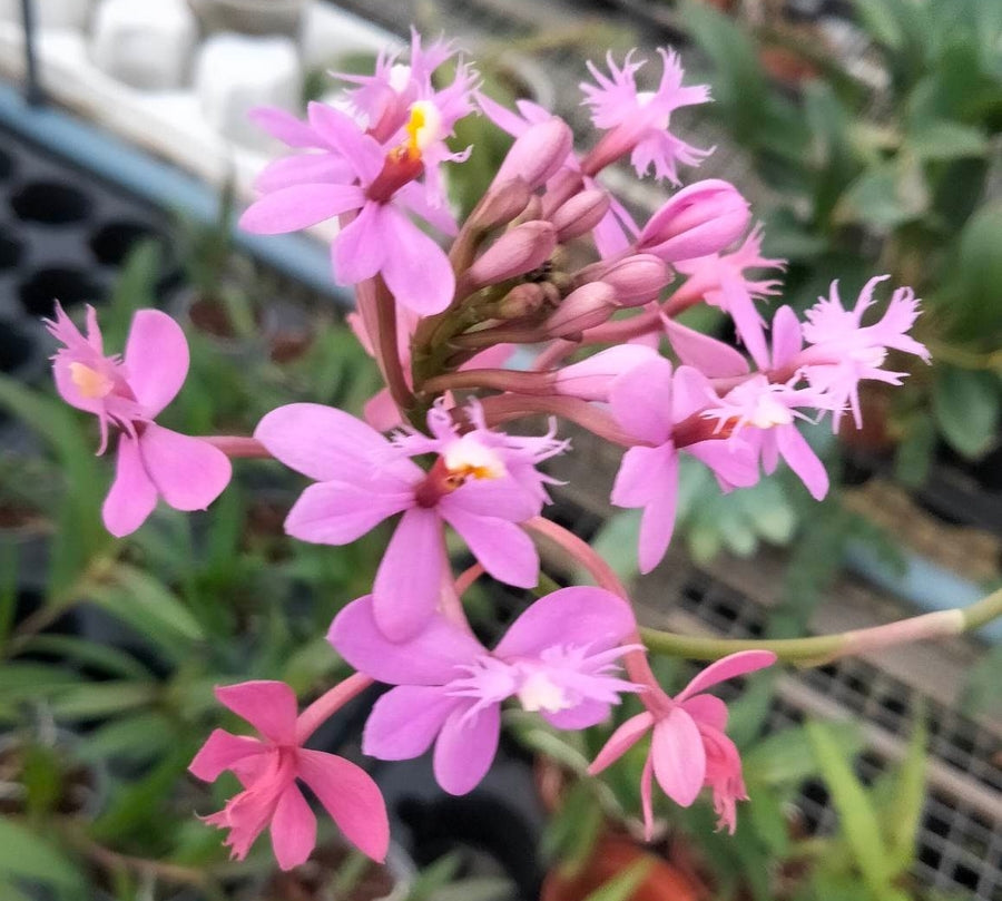 Epidendrum arachnoglossum