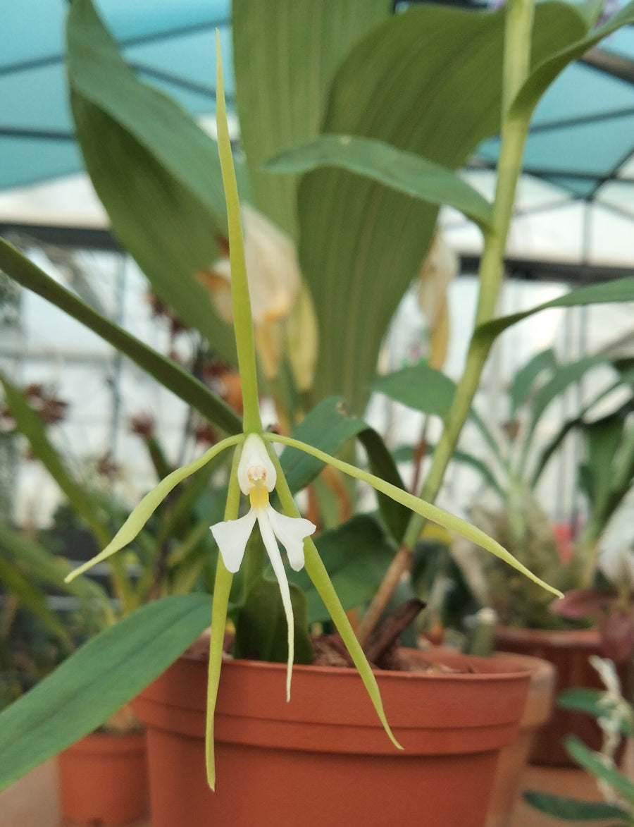 Epidendrum nocturnum