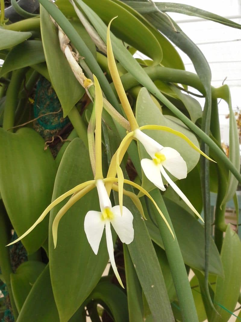 Epidendrum parkinsonianum