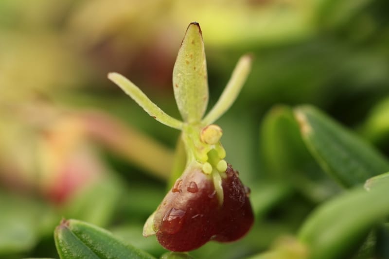 Epidendrum porpax gros plan sur une fleur