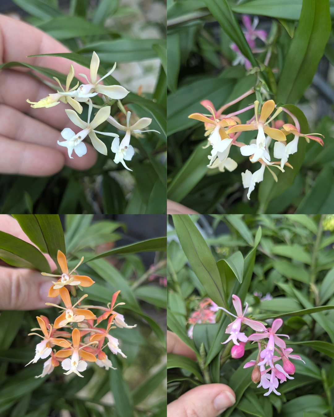 Hybride d'E.hugomedinae et E.capricornu