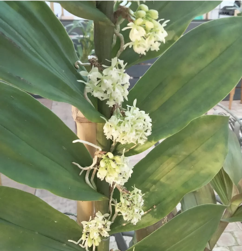 Epidendrum echinatum