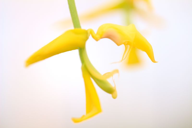 Gongora flaveola (gratulabunda)