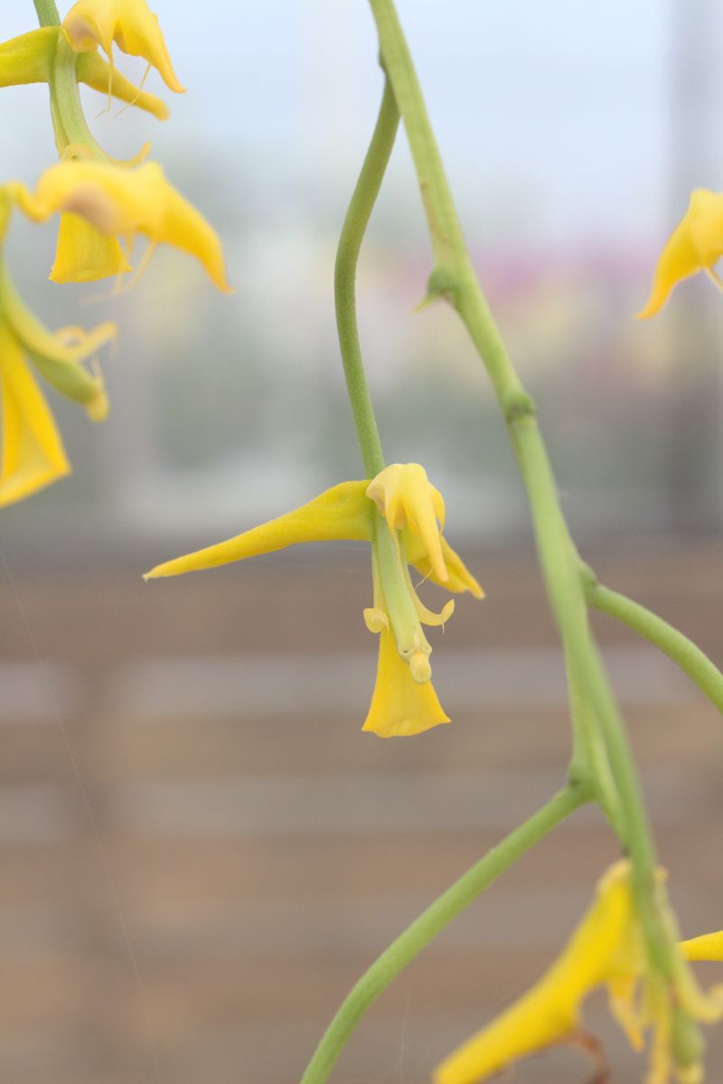 Gongora flaveola (gratulabunda)