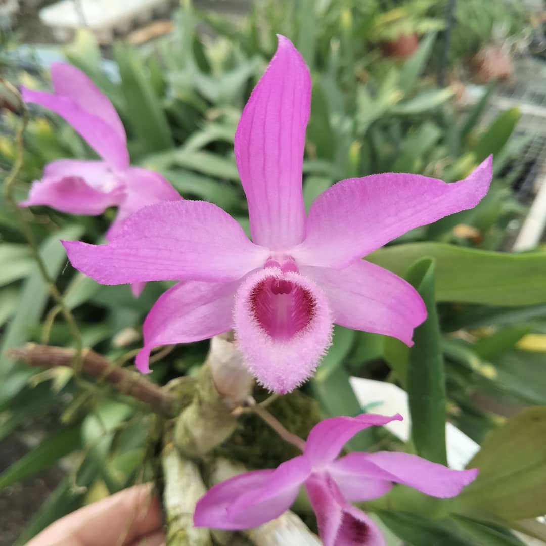 Dendrobium parishii