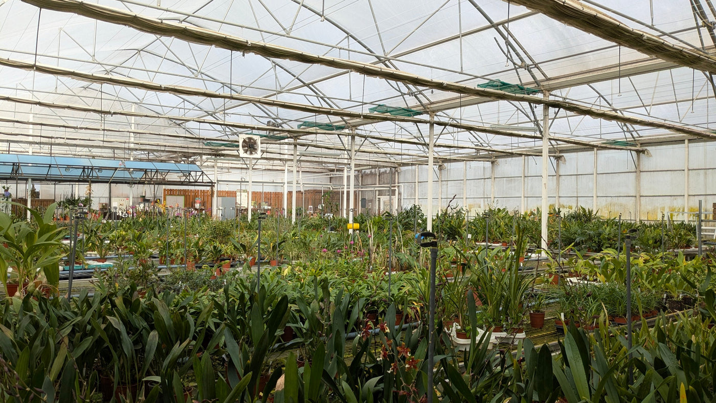 Vue intérieure de la serre tempérée