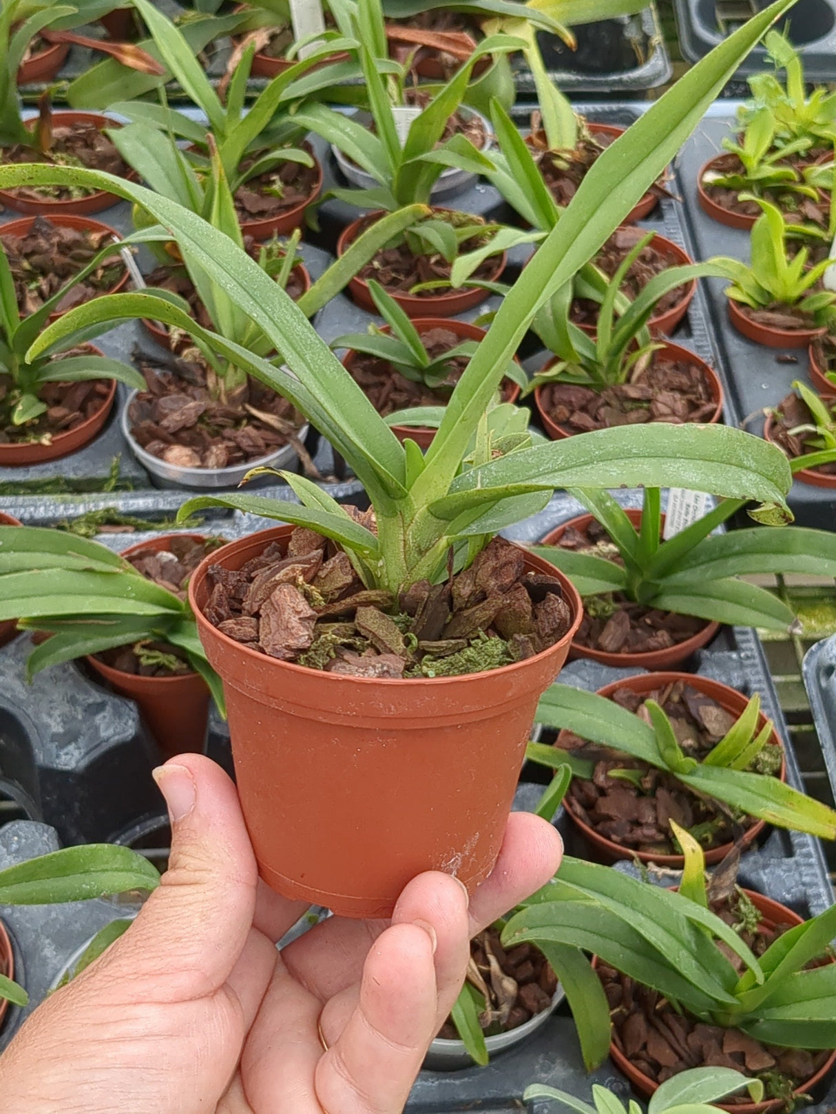 Aeranthes grandiflora