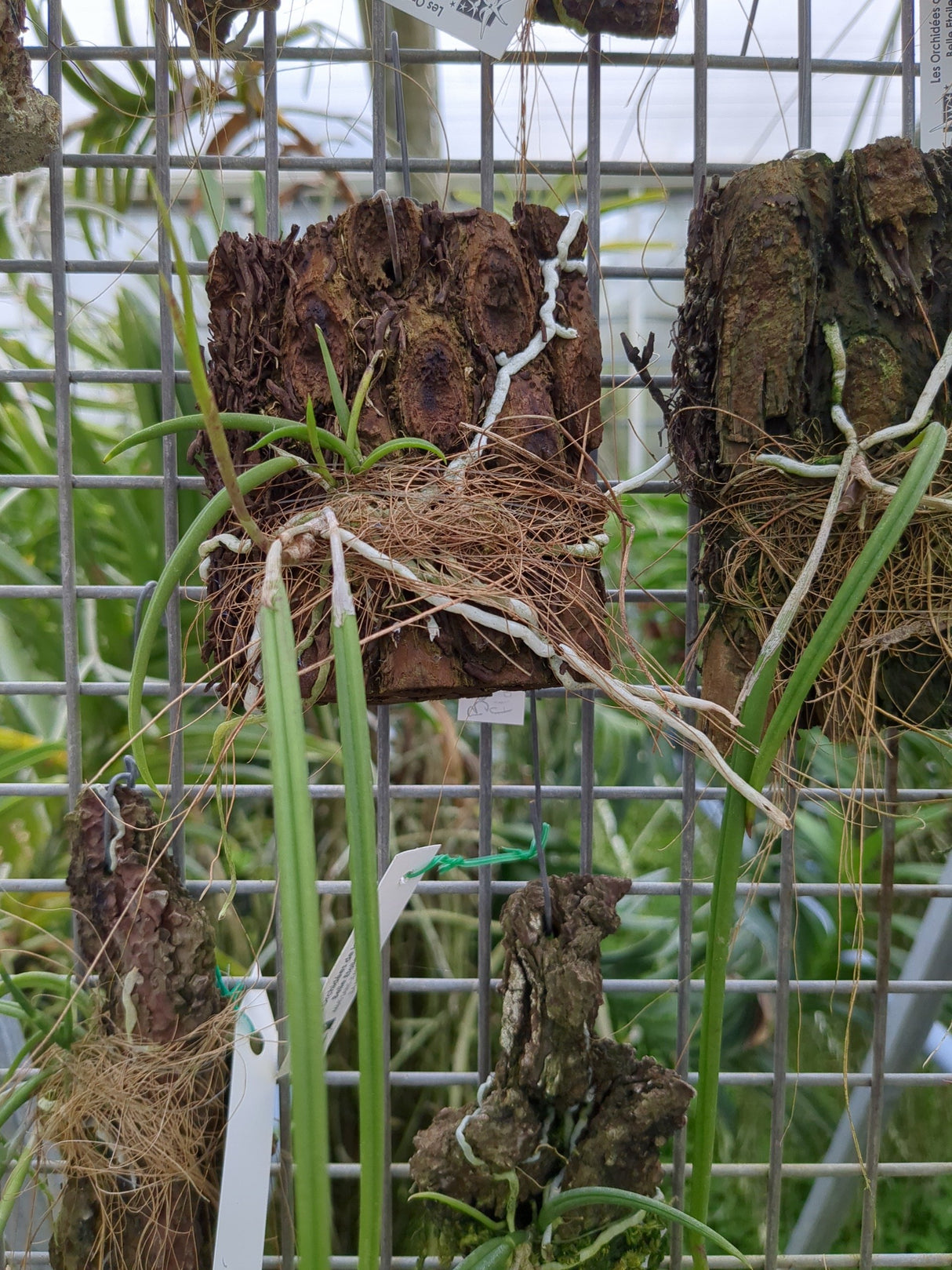 Brassavola flagellaris