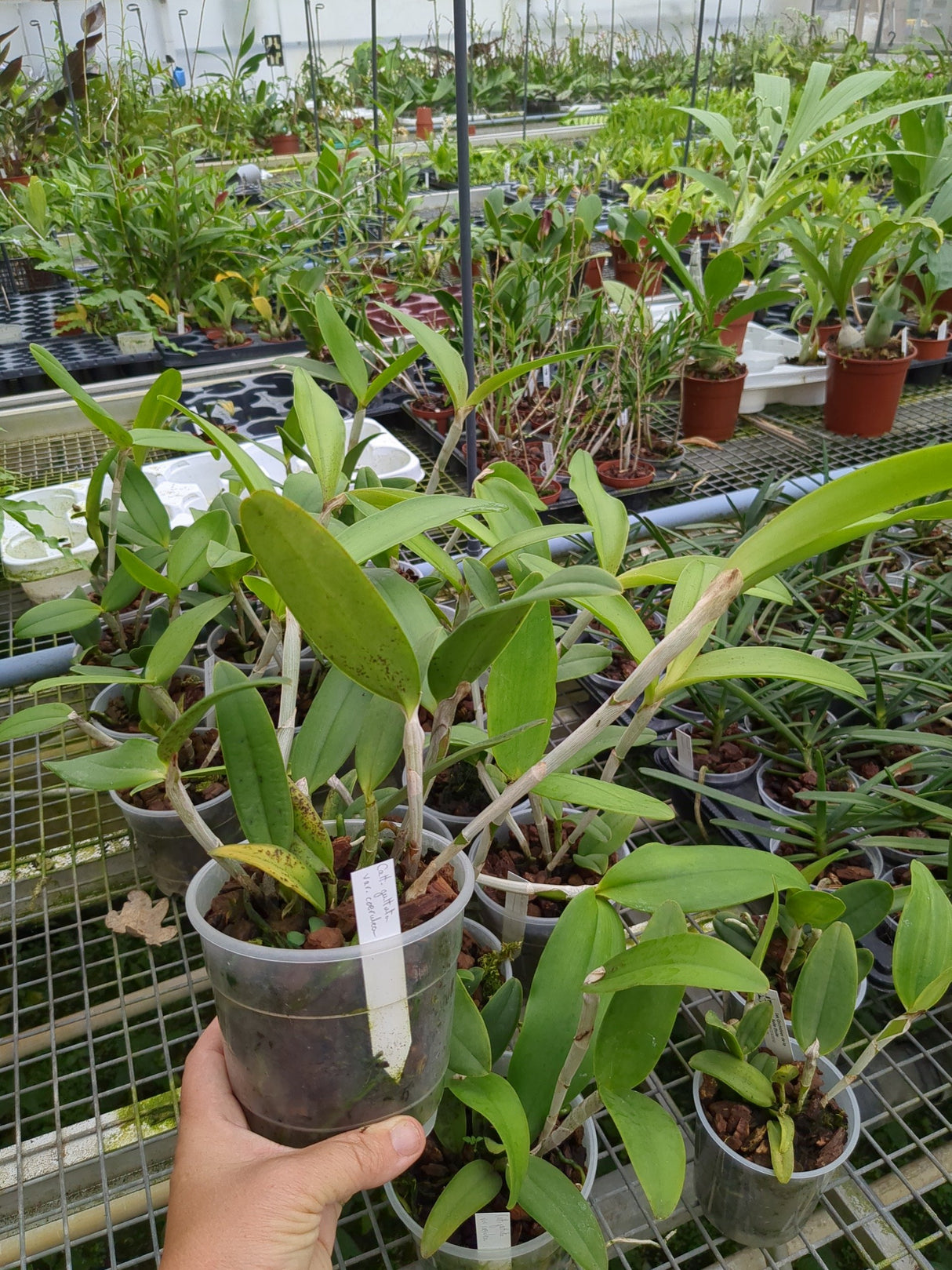 Cattleya guttata var. coerulea