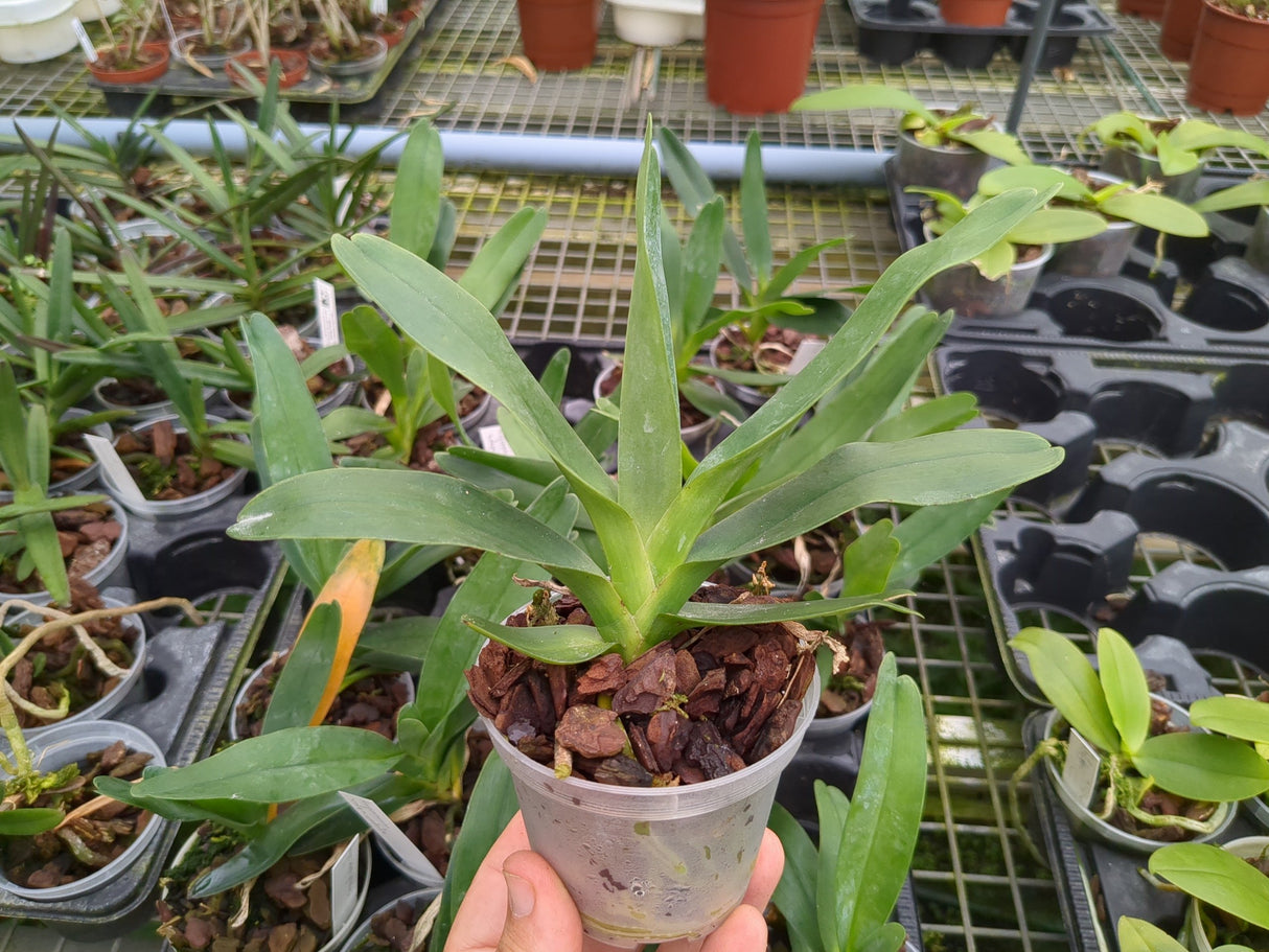 Angraecum sesquipedale