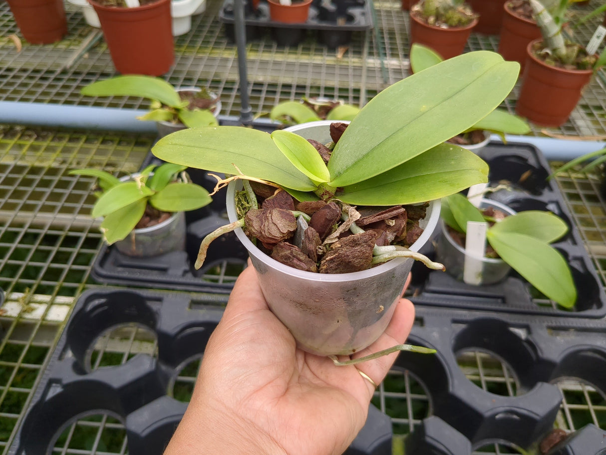 Phalaenopsis mannii