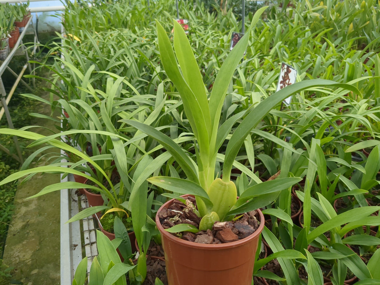 Colmanara Samba Exotica