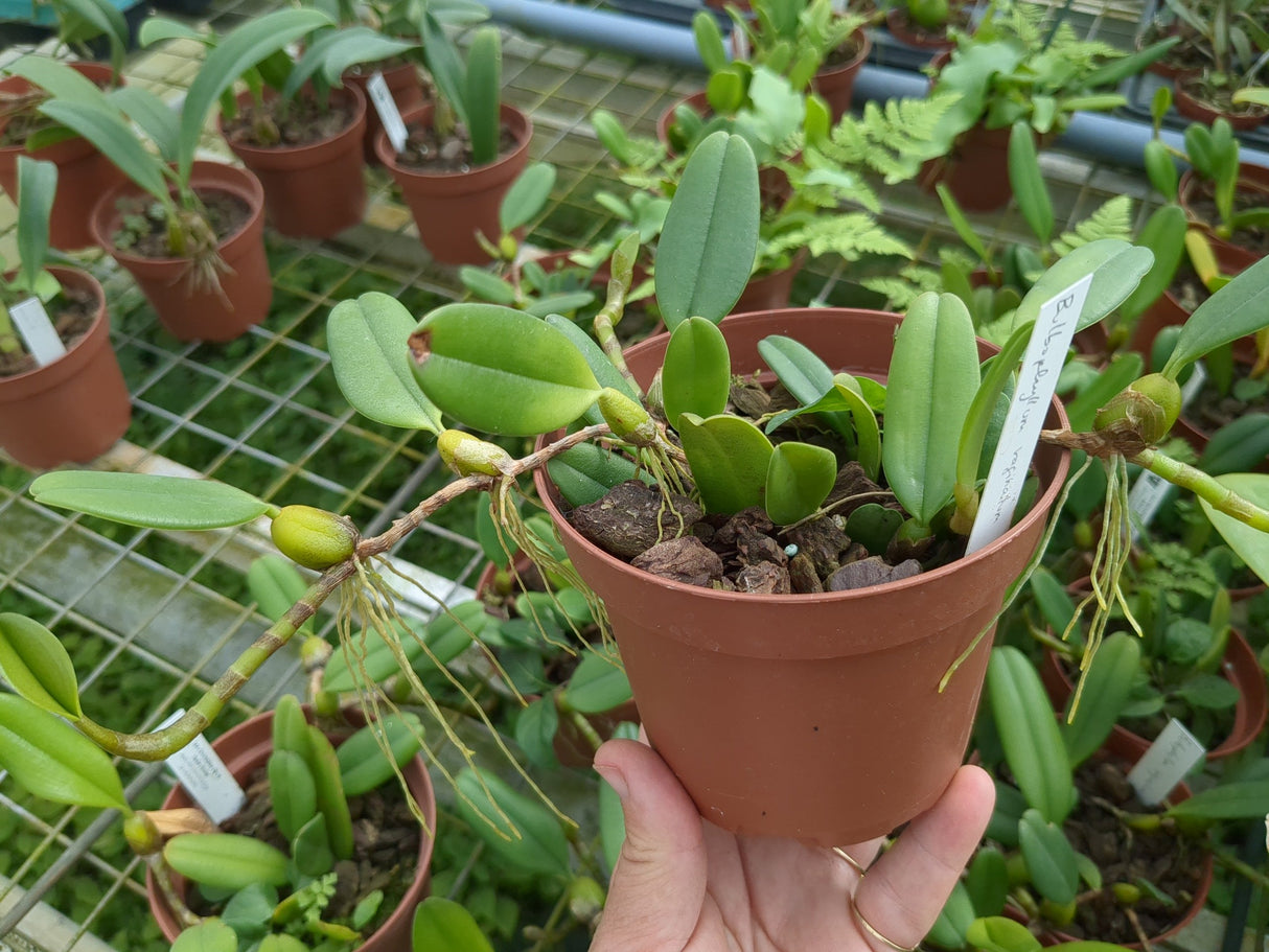 Bulbophyllum vaginatum