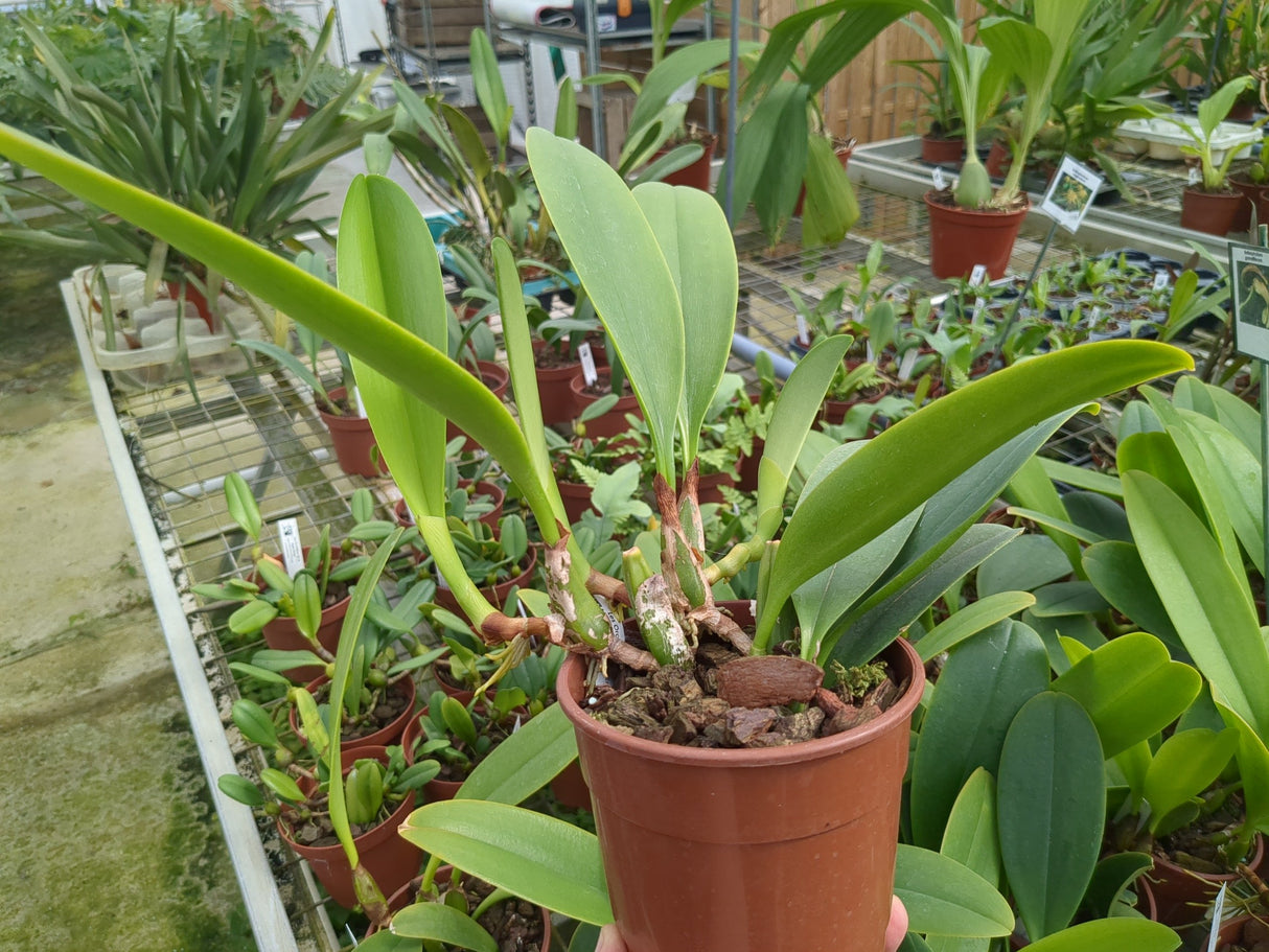 Bulbophyllum grandiflorum