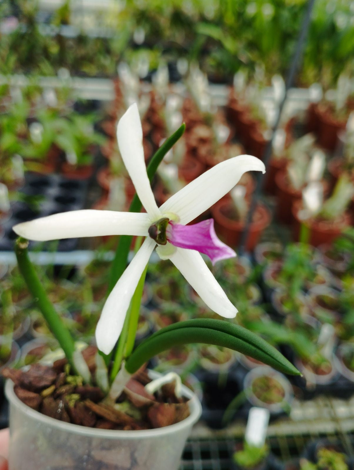 Fleur Leptotes bicolor