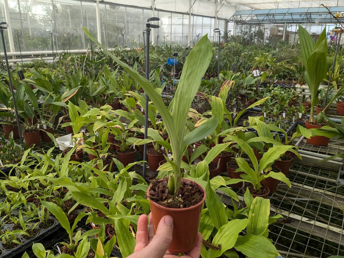 Lycaste Delphine x Anguloa virginalis