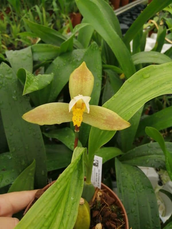 Lycaste deppei