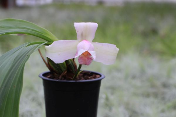 Lycaste skinneri (virginalis)
