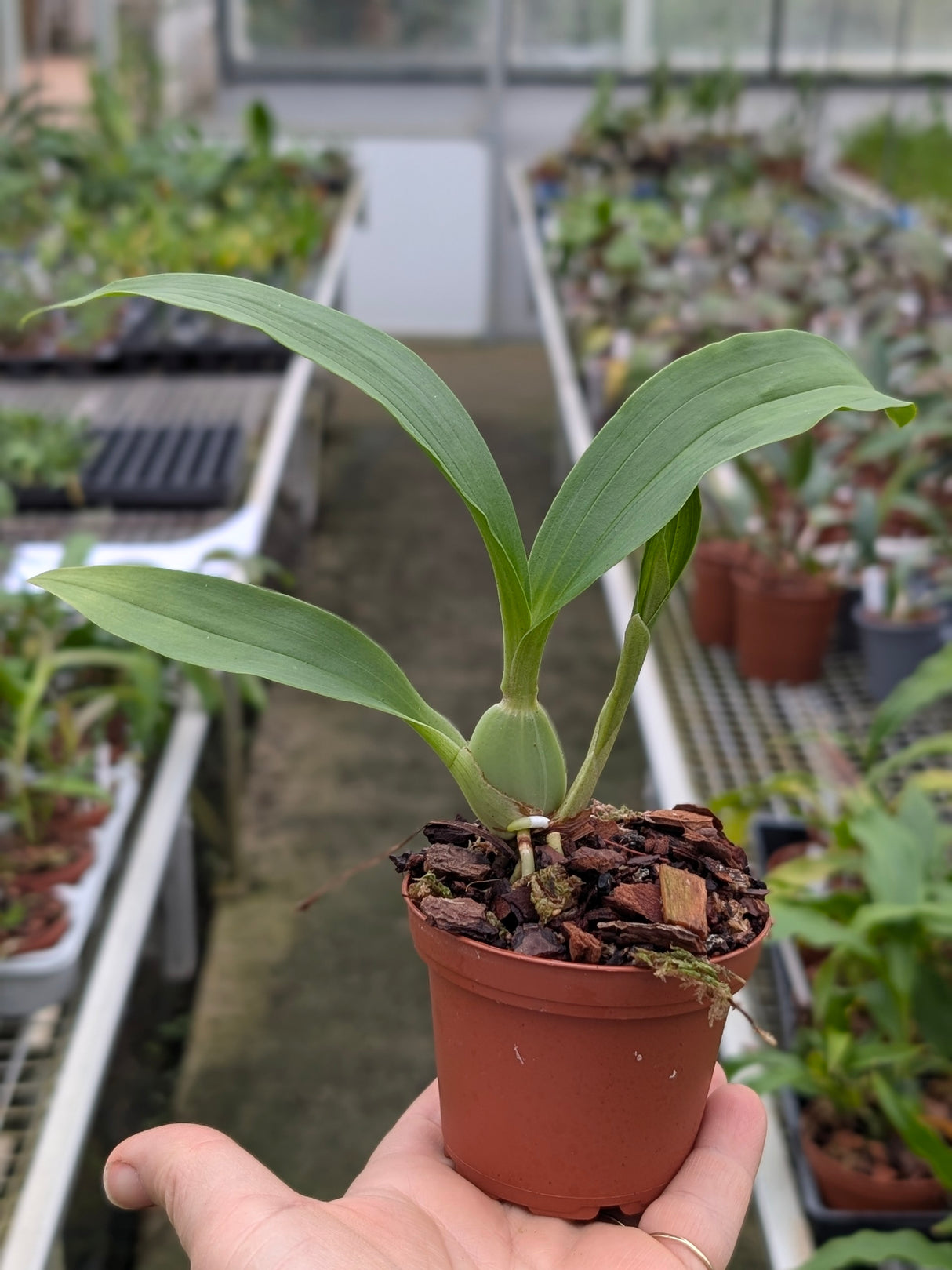 Acineta cryptodonta x moorei