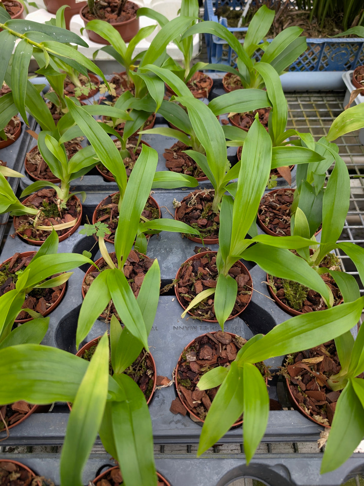 Acineta cryptodonta x moorei