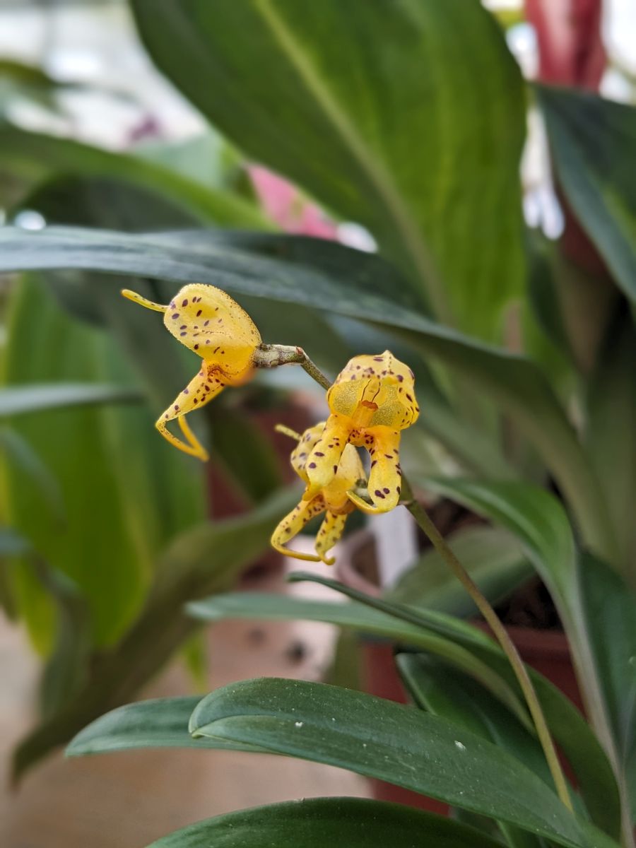 Masdevallia polysticta yellow