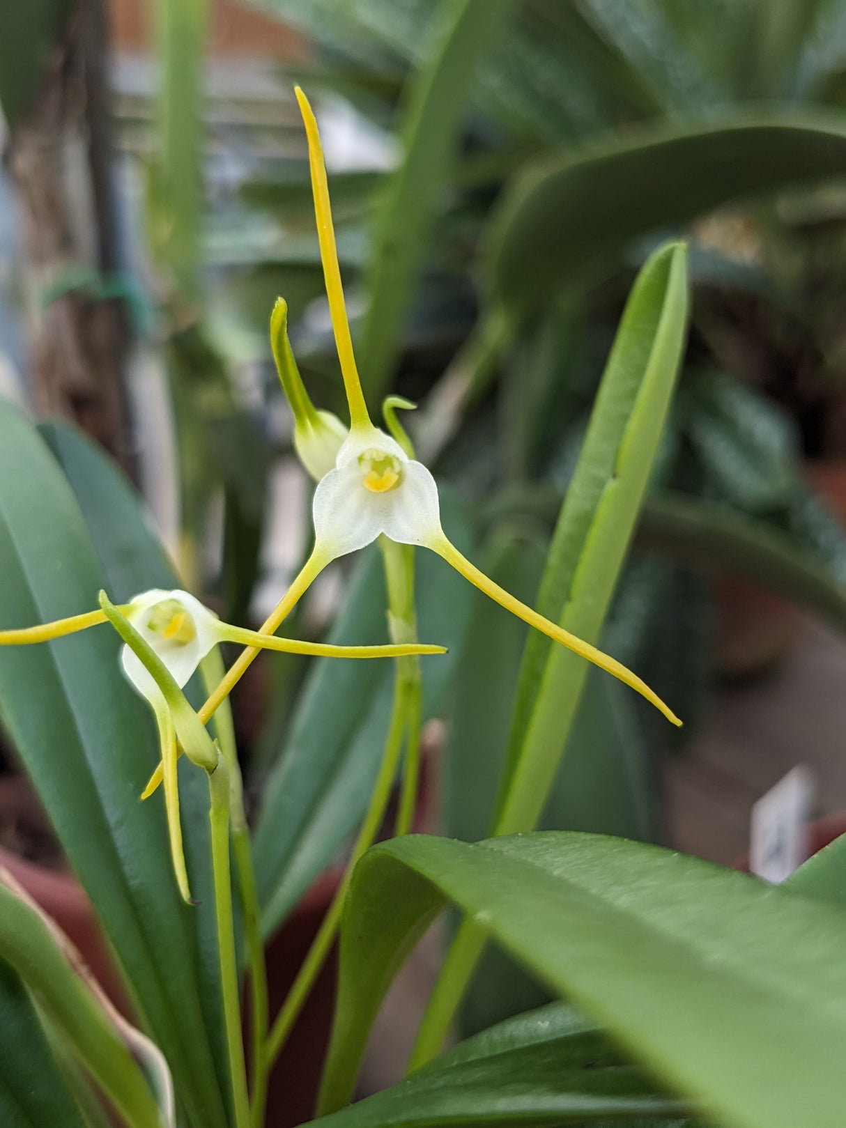 Fleur de Masdevallia attenuata, blanche avec les points des pétales jaune