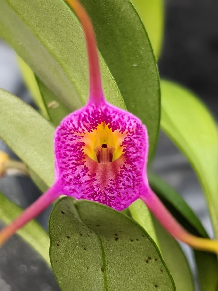 Masdevallia glandulosa gros plan