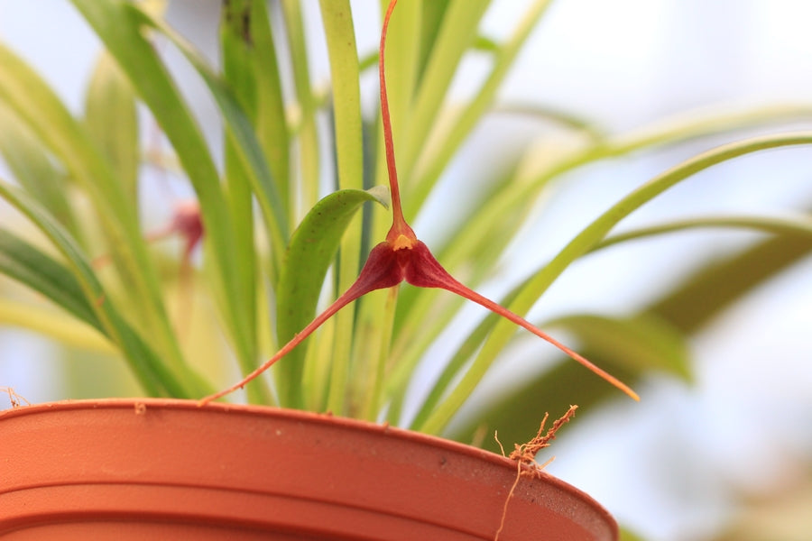 Masdevallia herradurae