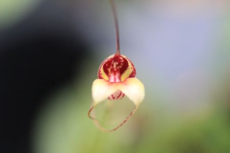 Masdevallia nidifica