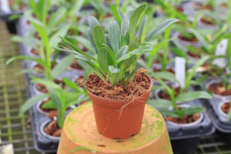 Masdevallia nidifica