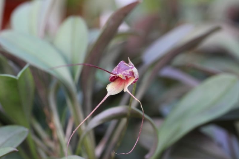 Masdevallia nidifica
