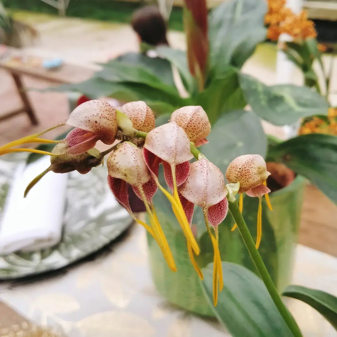 Masdevallia ova-avis en fleur