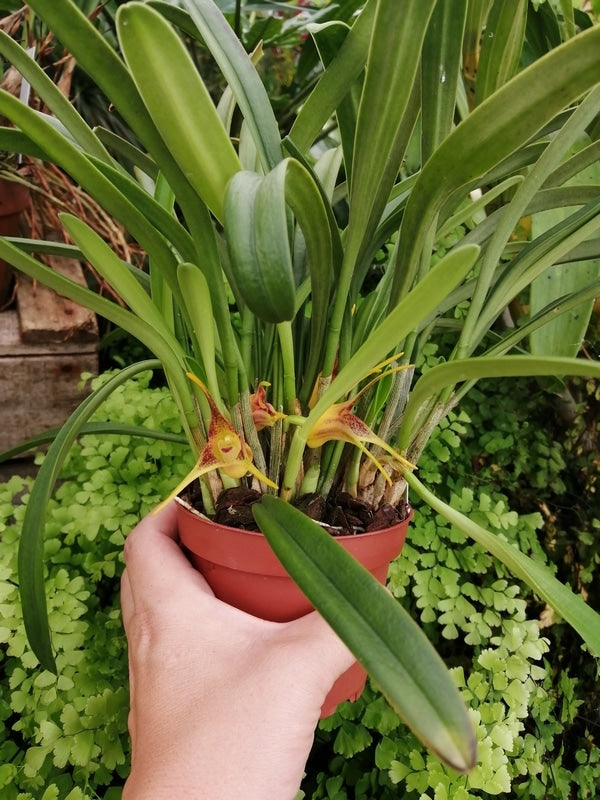 Masdevallia peristeria