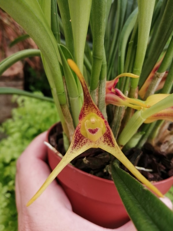 Masdevallia peristeria