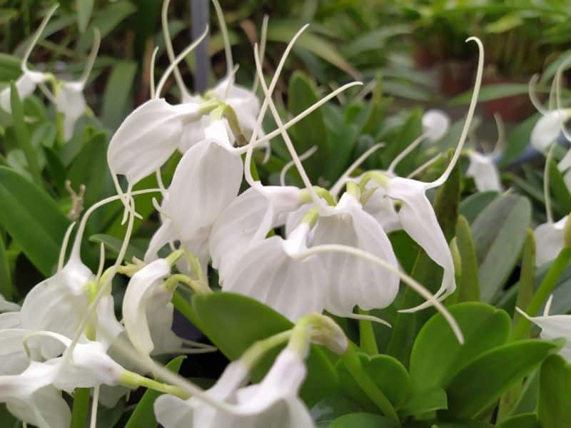 Masdevallia tovarensis