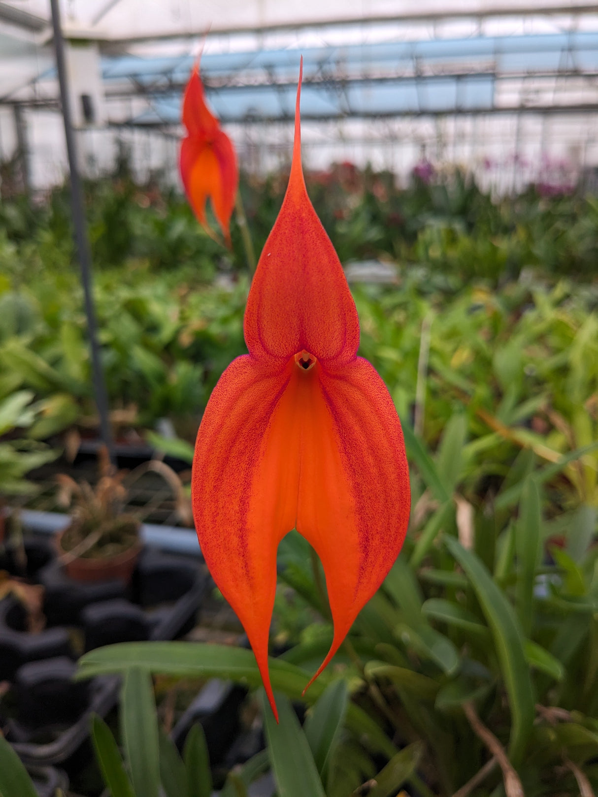 Masdevallia veitchiana "Prince de Galles"
