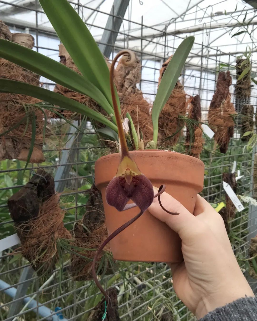 Masdevallia colossus