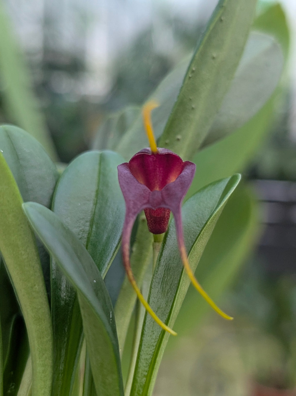 Masdevallia rolfeana