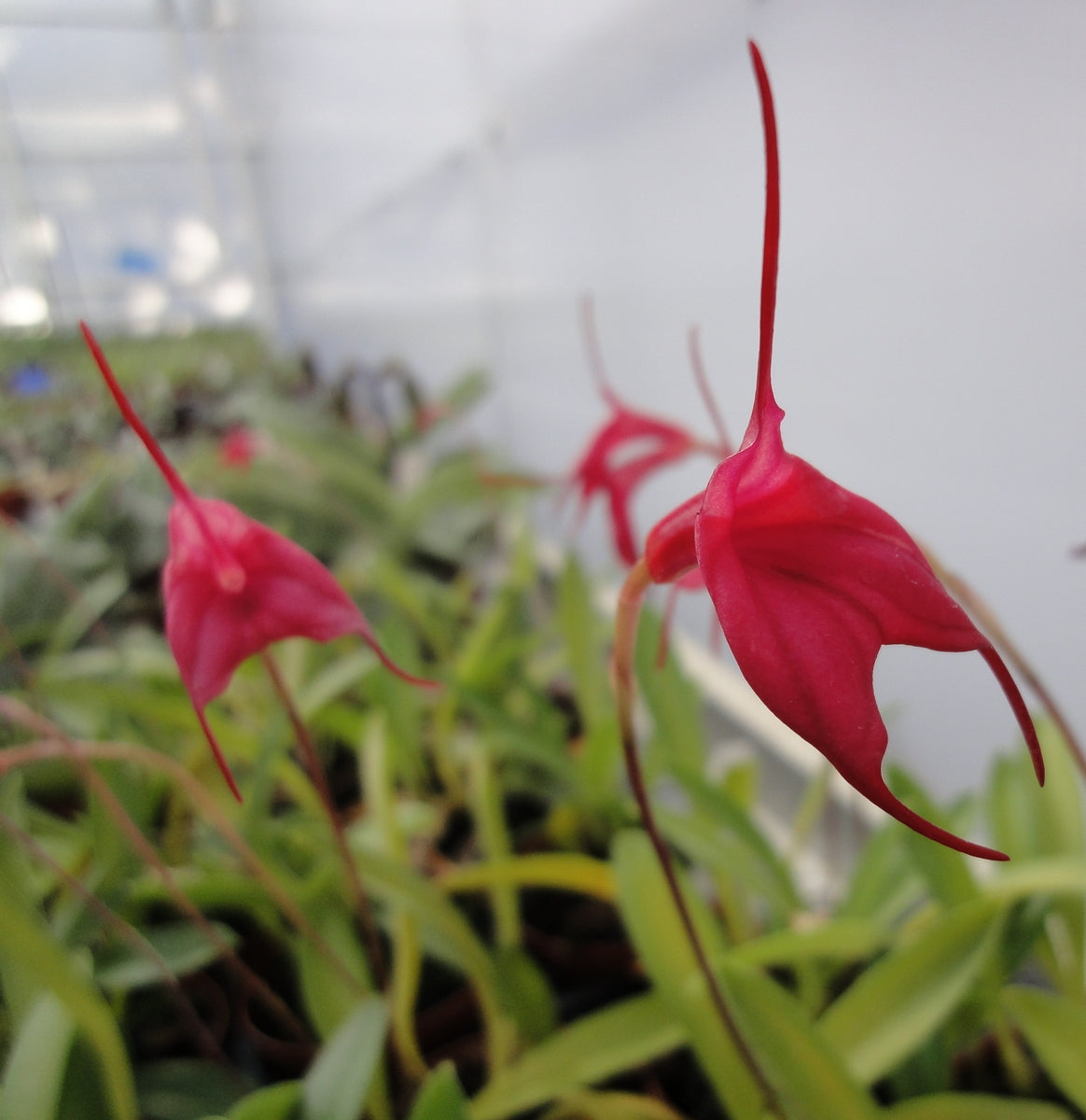 Masdevallia barleana