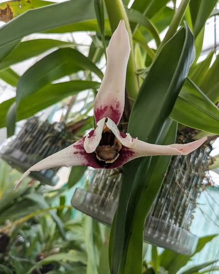 Maxillaria sanderiana