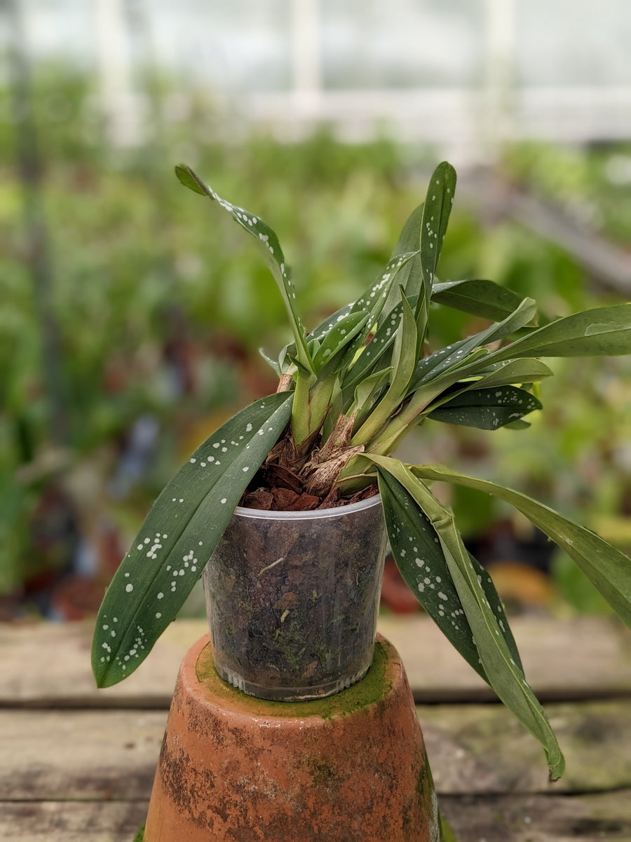 Maxillaria pseudoreichenheimiana