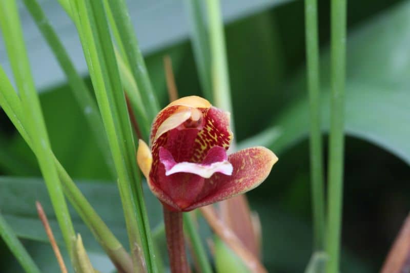 Maxillaria sanguinea
