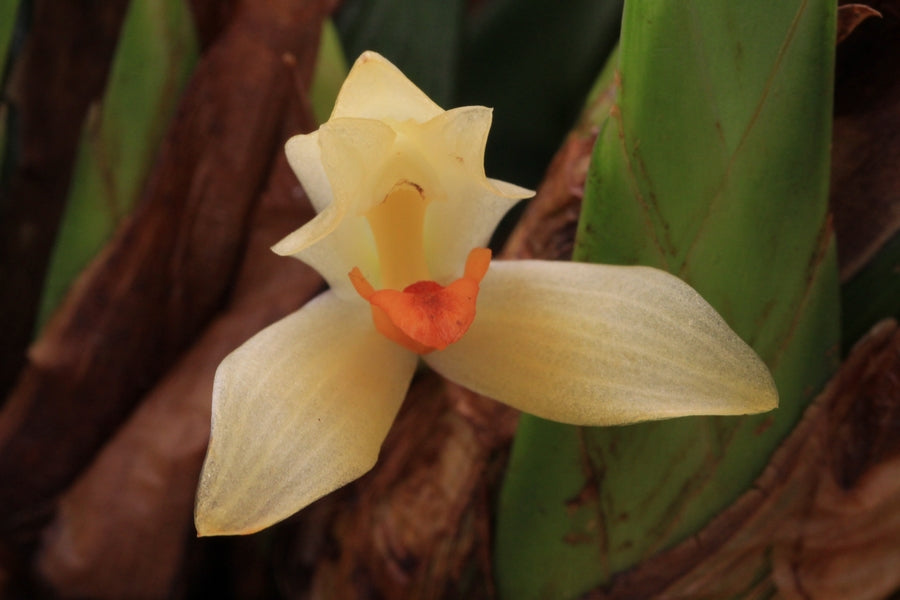 Maxillaria hedwigiae fleur