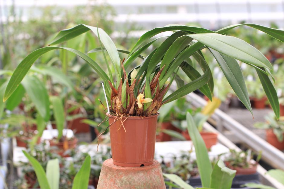 Maxillaria hedwigiae